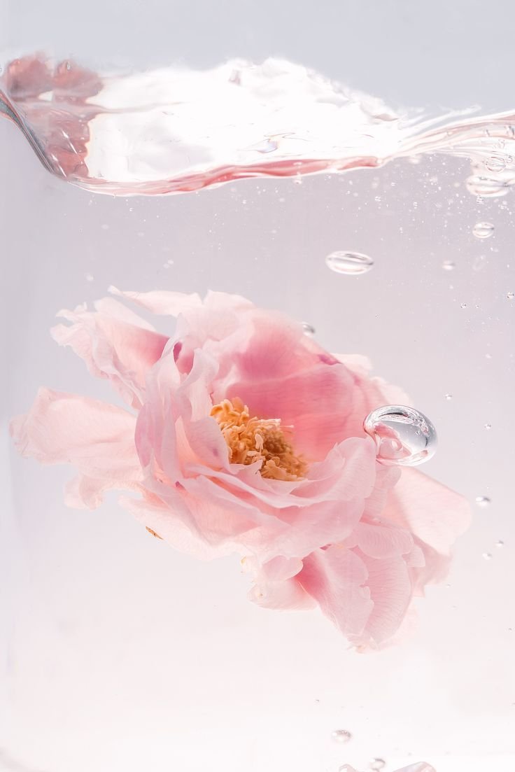 A pale pink rose suspended in clear water