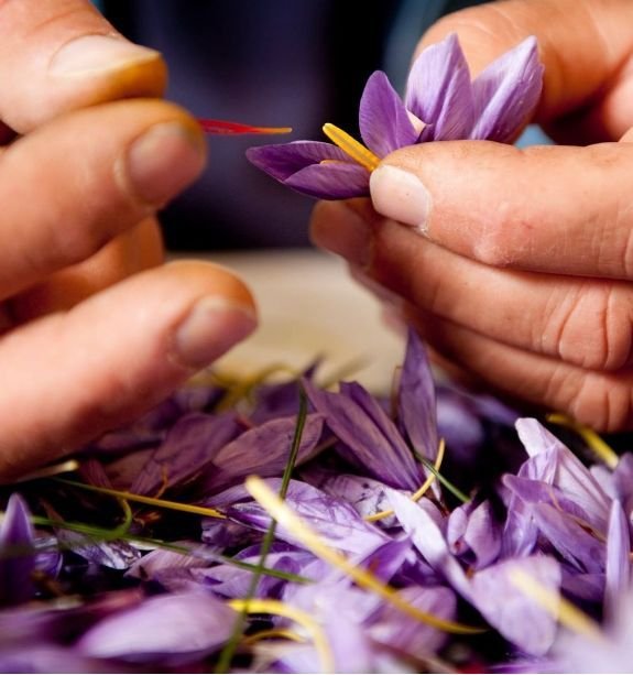 Saffron strands being carefully picked from purple flowers